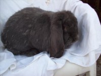 /album/francuzsky-baran1/z-foto-008-jpg2/